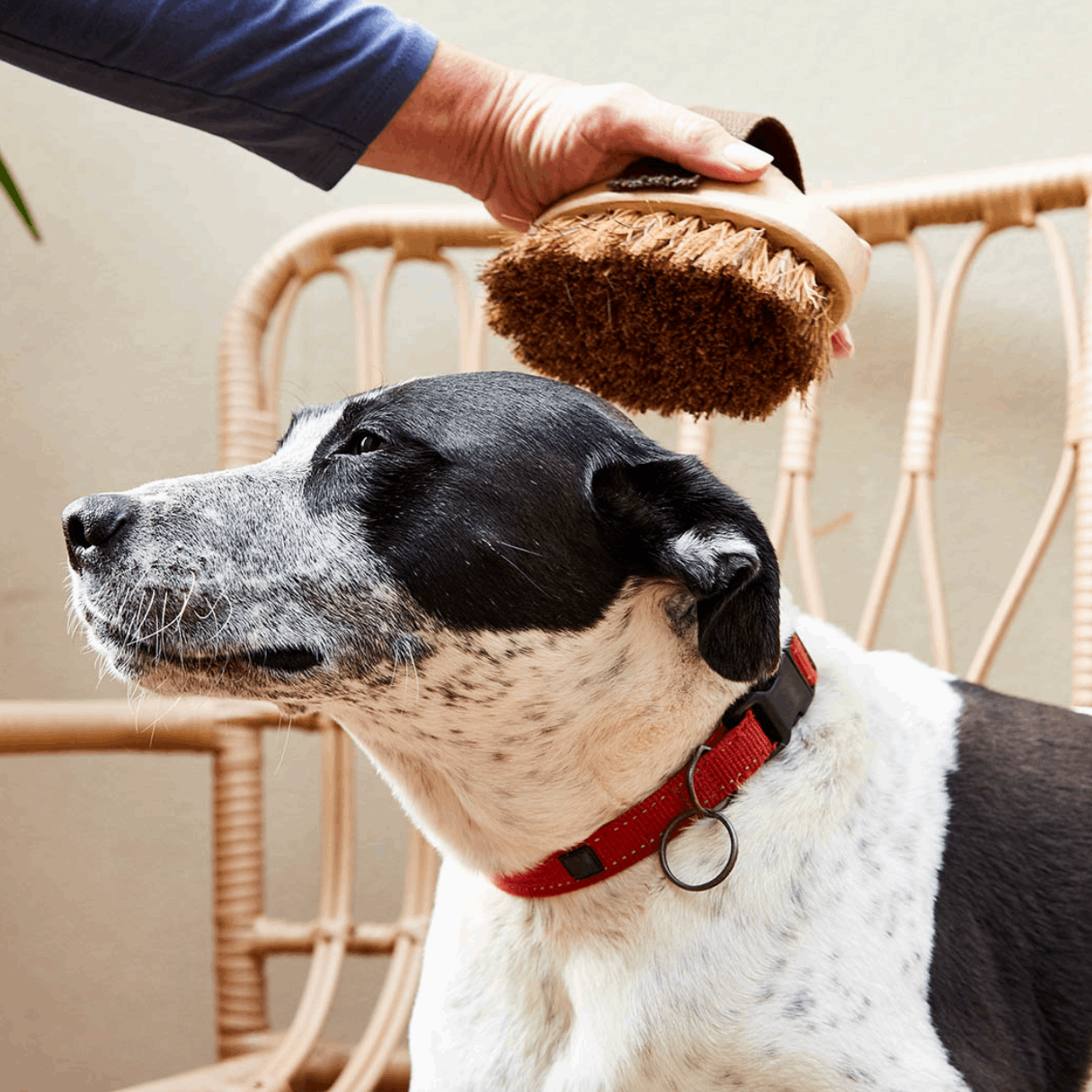 Pet Grooming Brush