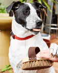 Pet Grooming Brush