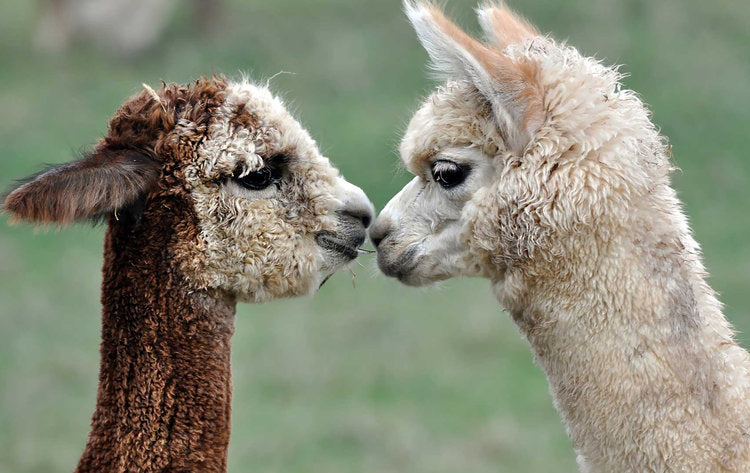 La Sierra Alpaca