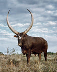 Horn Butter & Cheese Spreader