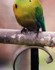 Blue Crowned MotMot Bird Fairtrade Ornament