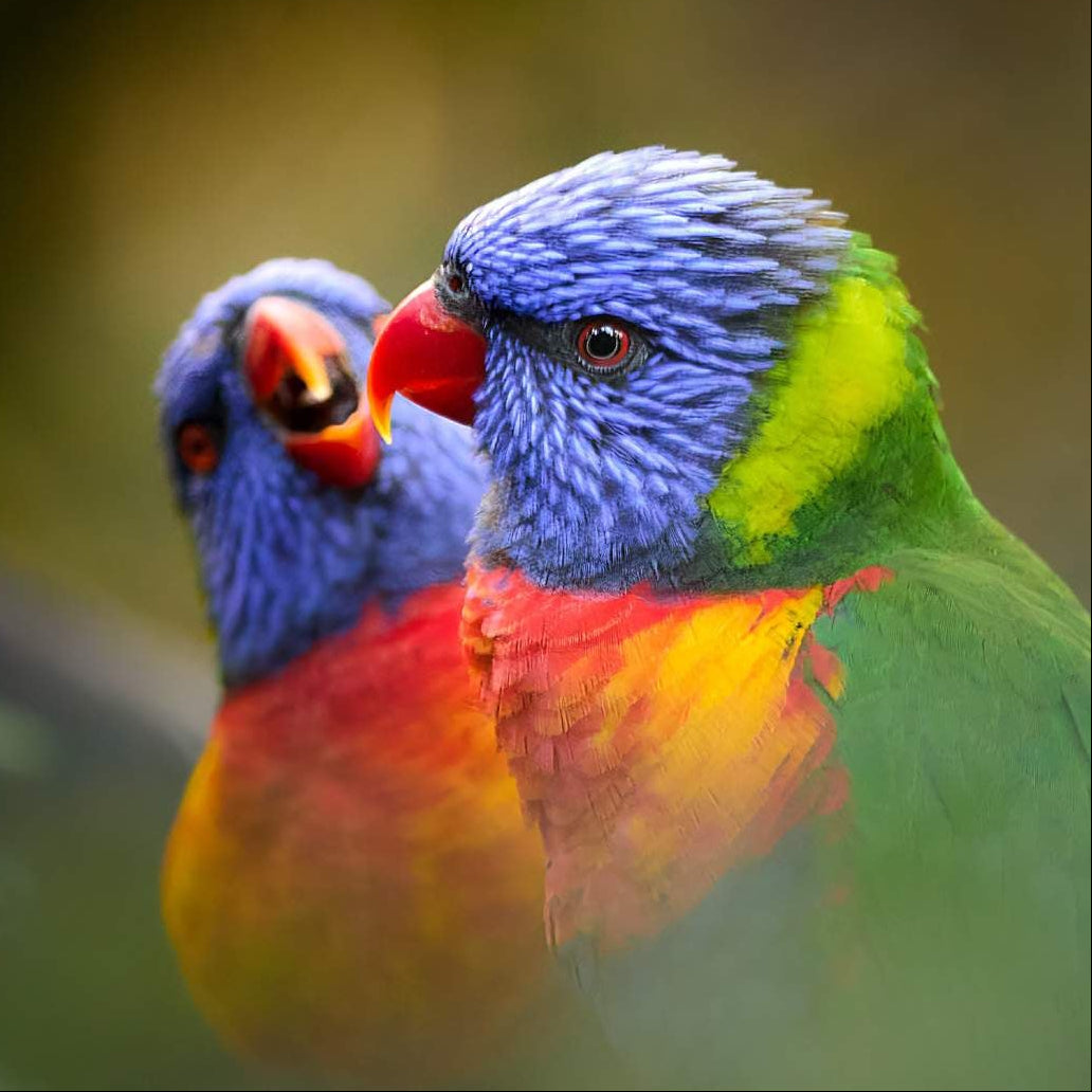 Two colorful parrots interacting with each other against a blurred natural background